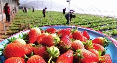 草莓采摘、貯藏的主要方式及注意事項